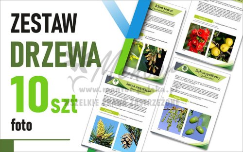 Zestaw mały FOTO - Drzewa 30x42 cm