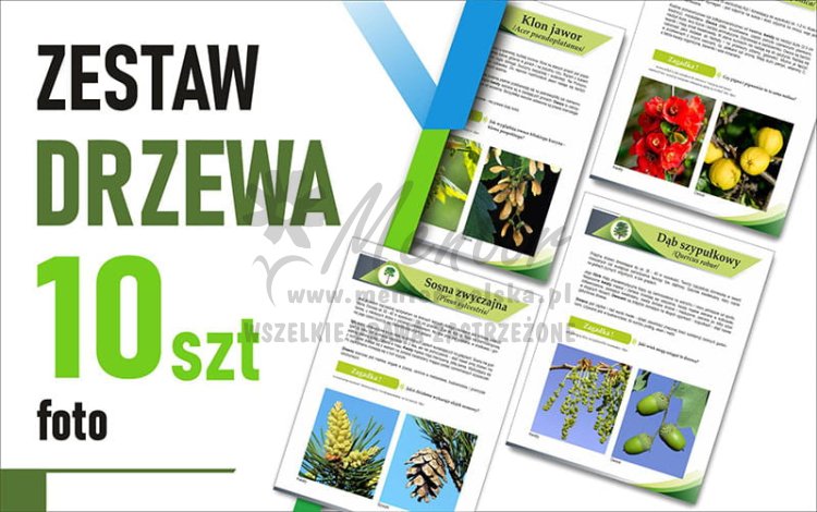 Zestaw mały FOTO - Drzewa 30x42 cm