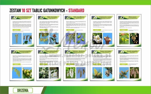 Zestaw mały FOTO - Drzewa 30x42 cm (standard)