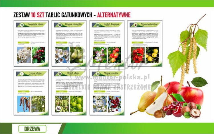 Zestaw mały FOTO - Drzewa 30x42 cm (alternatywa)