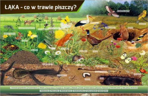 TM32 - ŁĄKA CO W TRAWIE PISZCZY do sklepu.jpg