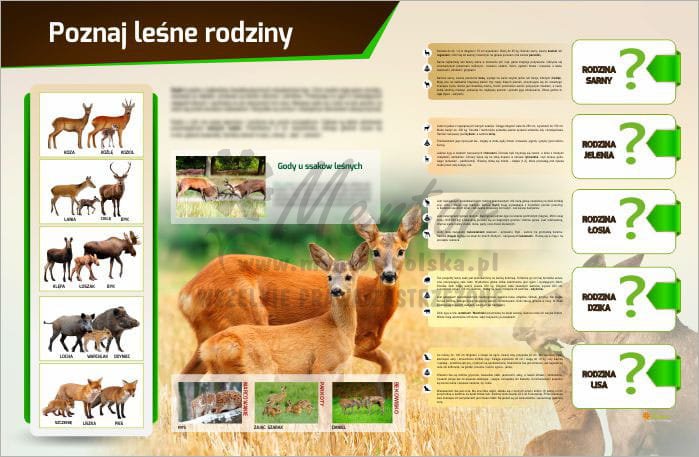 TM36- LEŚNE RODZINY do sklepu.jpg