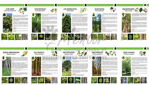 ZTW01 - Teczka Wiedzy  - Drzewa liściaste