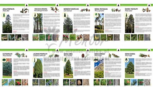 ZTW02 - Teczka wiedzy - Drzewa i krzewy iglaste