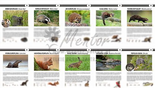 ZTW04 - Teczki Wiedzy  - ZWIERZĘTA MAŁE