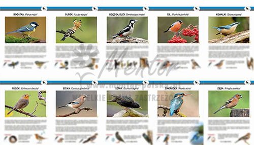 ZTW05 - Teczki Wiedzy  - PTAKI