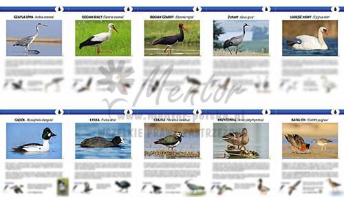 ZTW06 - Teczki Wiedzy  - PTAKI WODNO-BŁOTNE