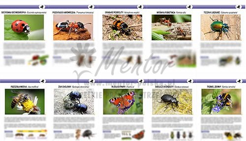 ZTW08 - Teczki Wiedzy  - OWADY POŻYTECZNE