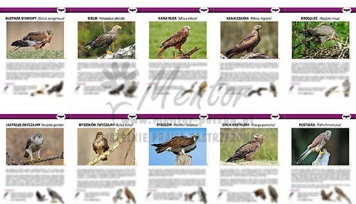 ZTW11 - Teczki Wiedzy  - PTAKI SZPONIASTE