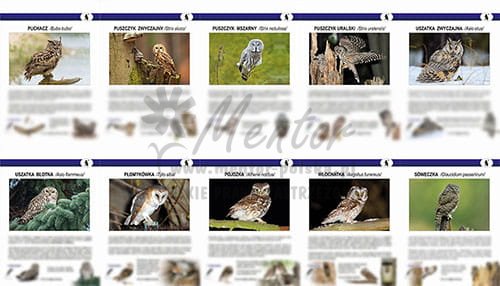 ZTW12 - Teczki Wiedzy  - SOWY