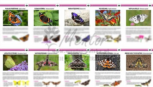 ZTW15 - Teczki Wiedzy  - MOTYLE DZIENNE I NOCNE