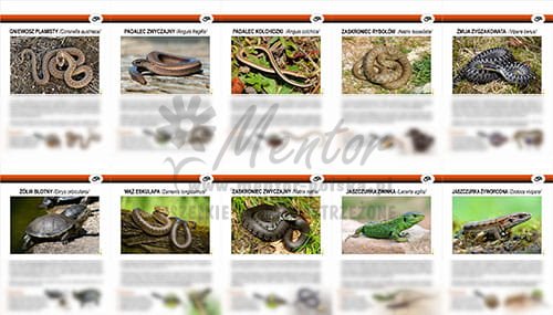 Teczka wiedzy - Gady