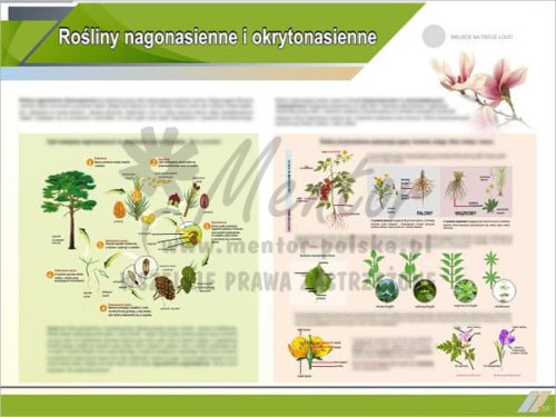 TE1-23 Rośliny nagonasienne i okrytonasienne