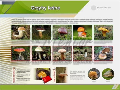 Tablica edukacyjna - Grzyby leśne