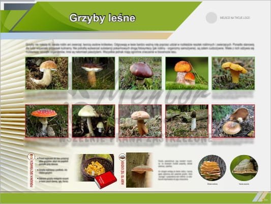 Tablica edukacyjna - Grzyby leśne