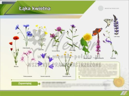 Łąka kwietna I.jpg