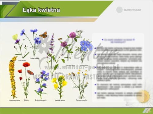 Łąka kwietna II