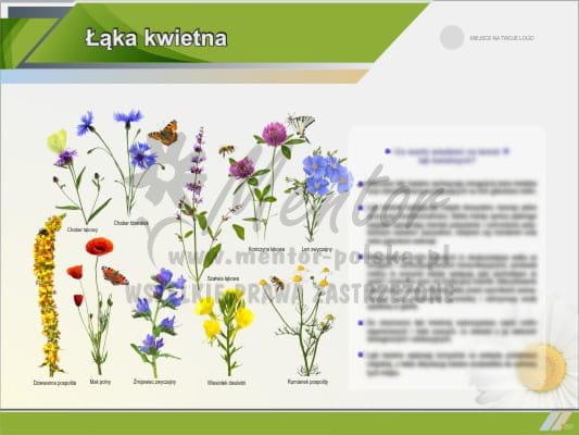 Łąka kwietna II