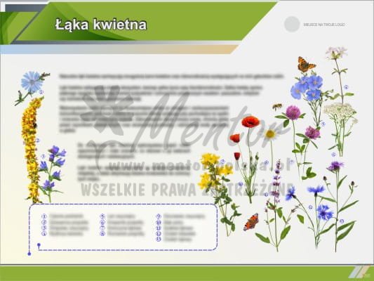 Łąka kwietna III.jpg