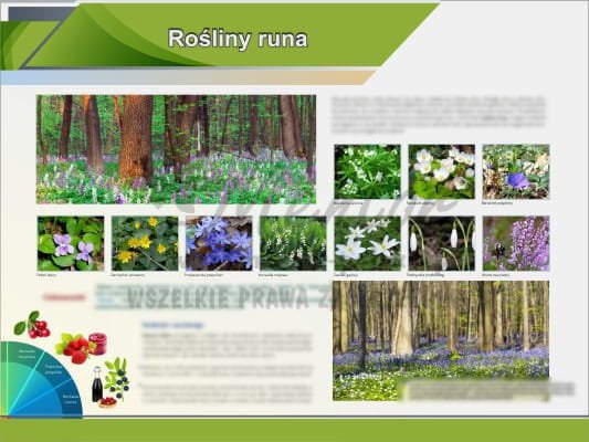 Rośliny runa