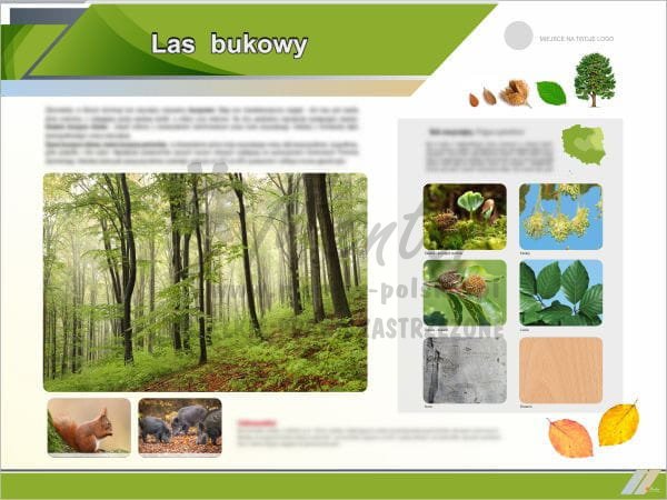 Las bukowy.jpg