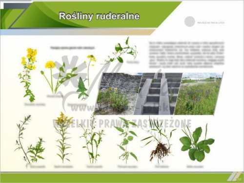 Rośliny ruderalne