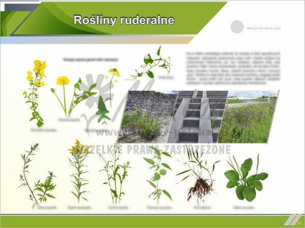 Rośliny ruderalne