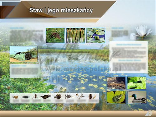 Staw i jego mieszkańcy.jpg