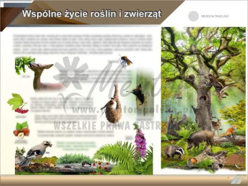 Wspólne życie roślin i zwierząt