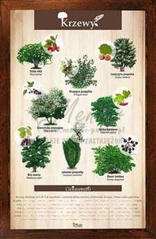 Tablica "Krzewy" w oprawie drewnianej, kolor: brąz