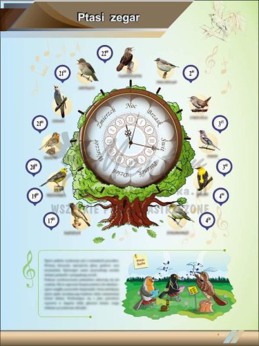 TE2-61 - Ptasi zegar PION