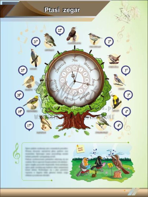 TE2-61 - Ptasi zegar PION