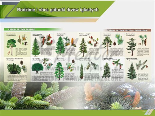 TE1-11 - Rodzime i obce gatunki drzew iglastych