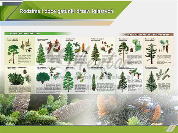 TE1-11 - Rodzime i obce gatunki drzew iglastych