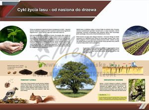 TE8-02 - Cykl życia lasu - od nasionka do drzewa-1.jpg