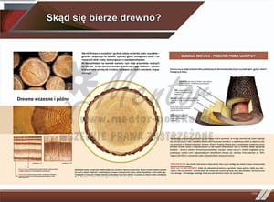 TE8-03 - Skąd się bierze drewno?