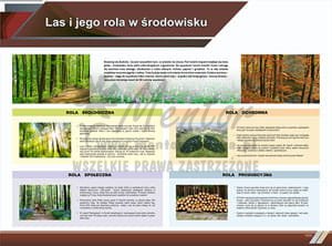 TE8-05 - Las i jego rola w środowisku