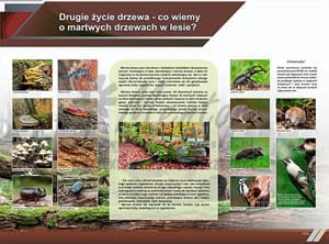 TE8-09 - Drugie życie drzewa