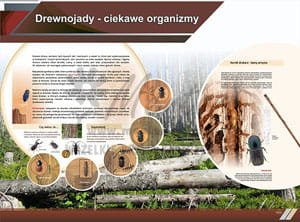 TE8-11 - Drewnojady - ciekawe organizmy