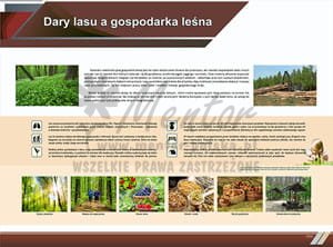 TE8-12 - Dary lasu a gospodraka leśna