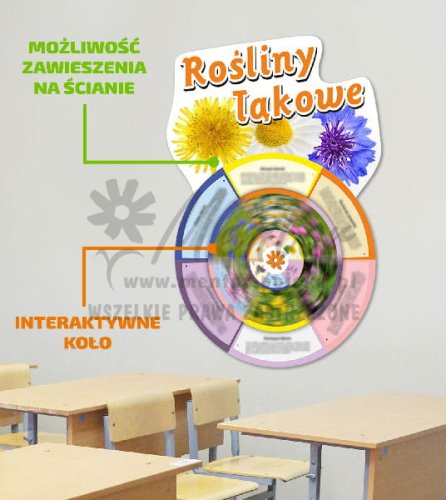 Koło wiedzy - rośliny łąkowe