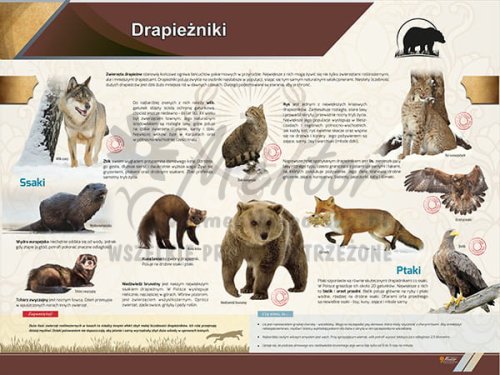 TE2-62 Drapieżniki-1.jpg