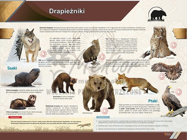 TE2-62 Drapieżniki-1.jpg