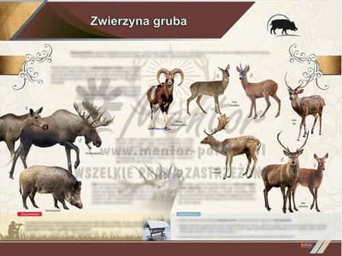 TE2-67 Zwierzyna gruba-1.jpg