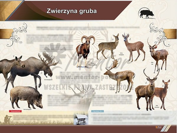 TE2-67 Zwierzyna gruba-1.jpg