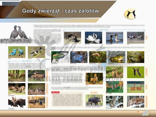 TE2-69 Gody zwierząt-1.jpg