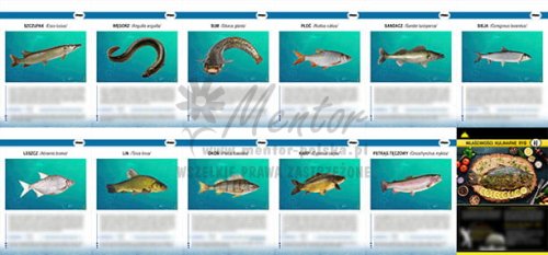 16. Teczka wiedzy - ryby