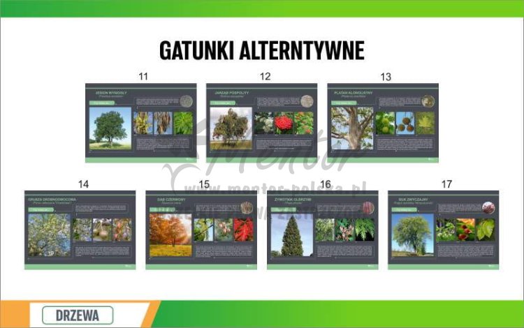 Drzewa 10 szt alternatywnie.jpg