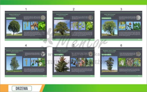Drzewa 10 szt standard 1.jpg