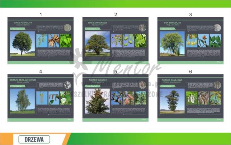Drzewa 10 szt standard 1.jpg
